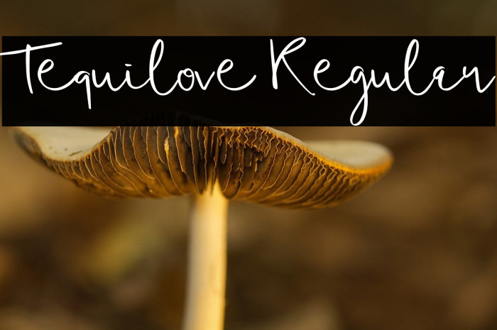 Tequilove Regular Example 2