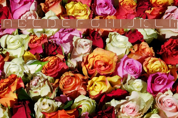 Term-RegGgg Font examples