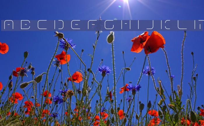 Term-RegGgg Font examples