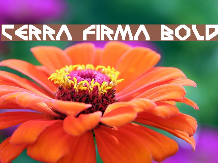 Terra Firma Bold Font examples