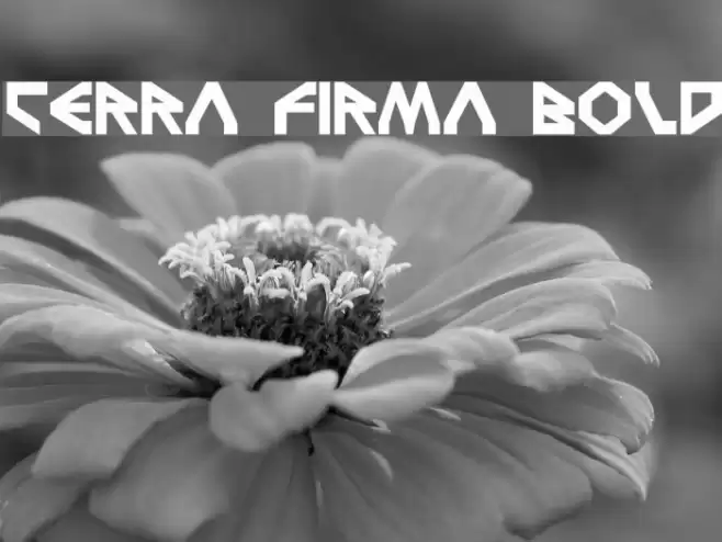 Terra Firma Bold Polices examples