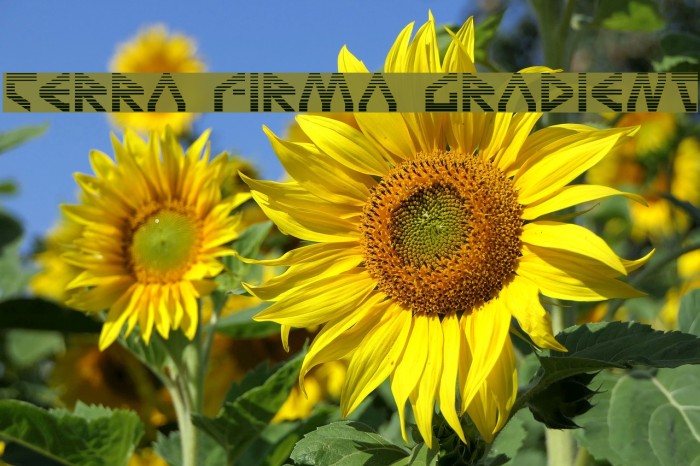 Terra Firma Gradient Example 3