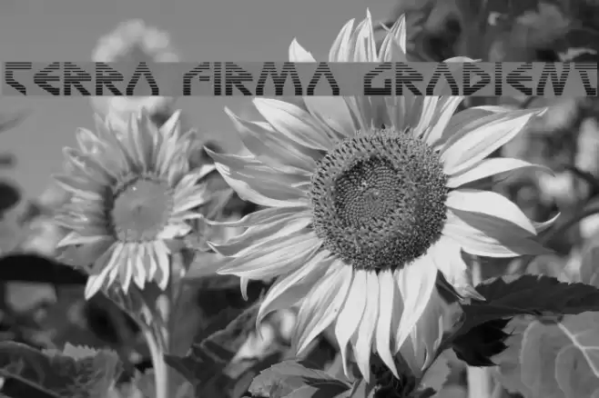 Terra Firma Gradient Font examples