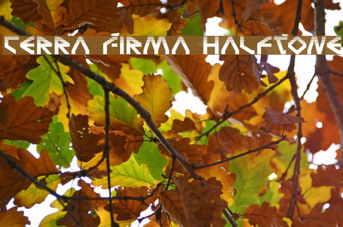 Terra Firma Halftone Example 3