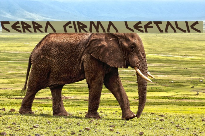 Terra Firma Leftalic Font examples