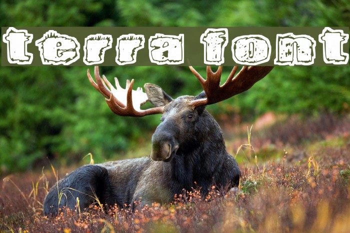 Terra Font examples