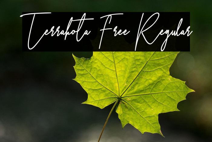 Terrakota Free Regular Example 3