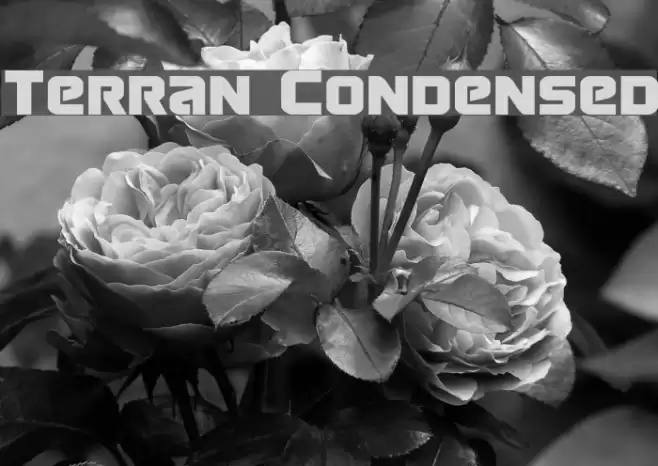Terran Condensed Font examples