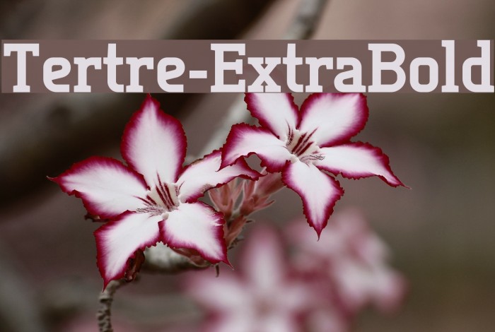 Tertre-ExtraBold Font examples