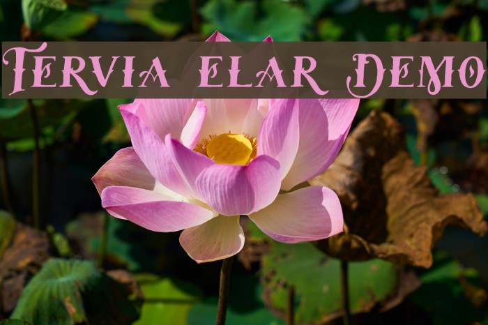 Tervia Regular Demo Font examples