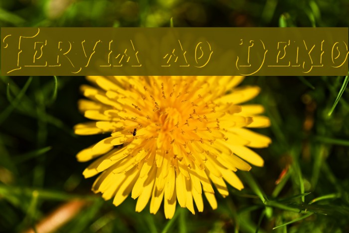 Tervia Shadow Demo Font examples