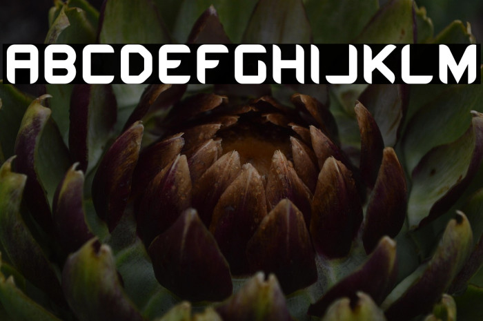 Tescaro Bold Example 3