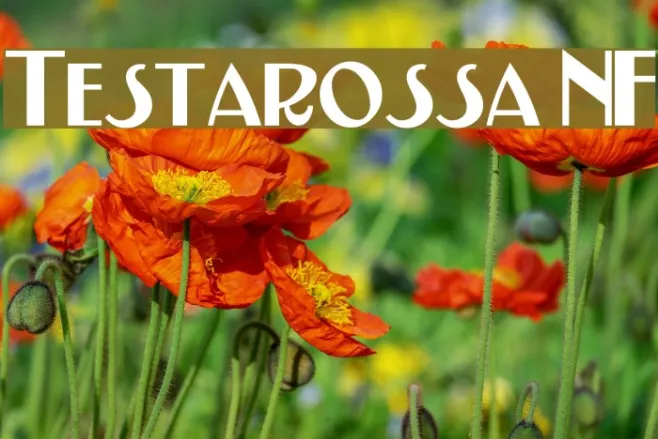 Testarossa NF Example 2