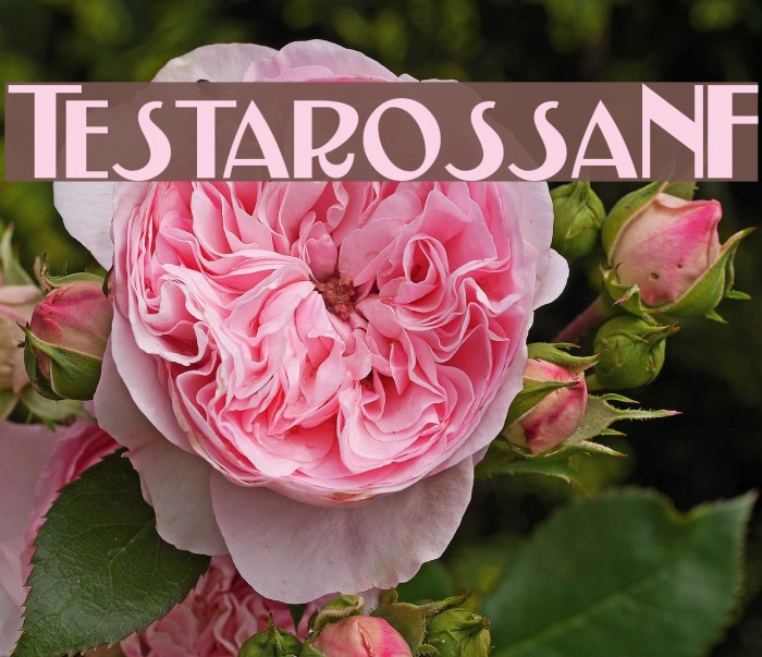 TestarossaNF Schriftart examples