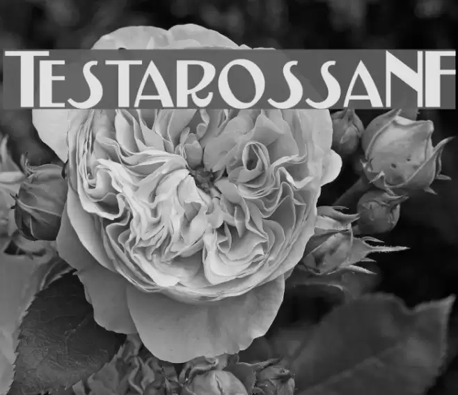 TestarossaNF Schriftart examples