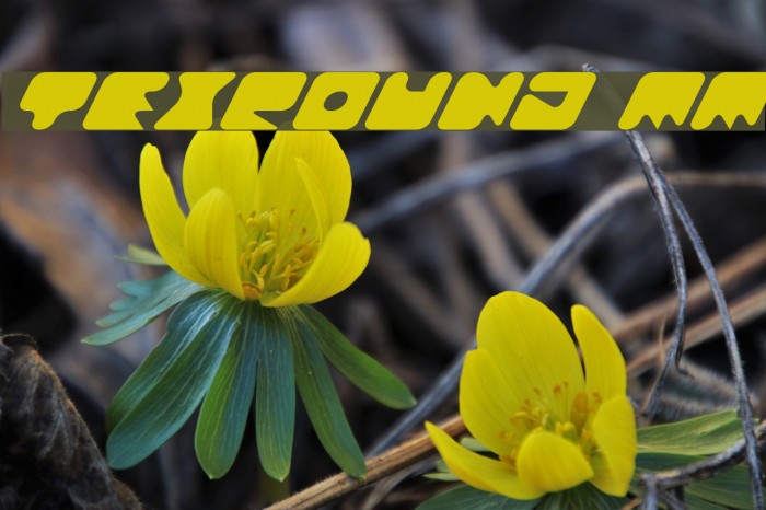 TexRound MM Example 3