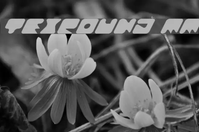 TexRound MM Font examples