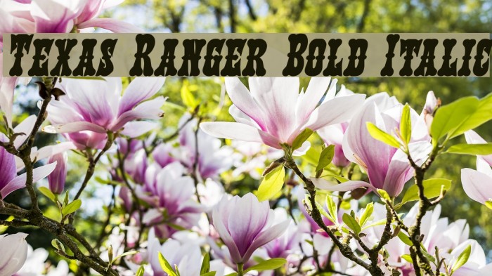 Texas Ranger Bold Italic Font examples