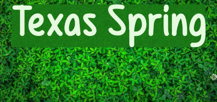 Texas Spring Example 2
