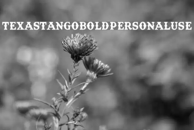 TexasTangoBOLDPERSONALUSE Font examples