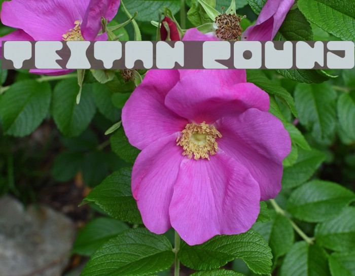 Textan Round Font examples