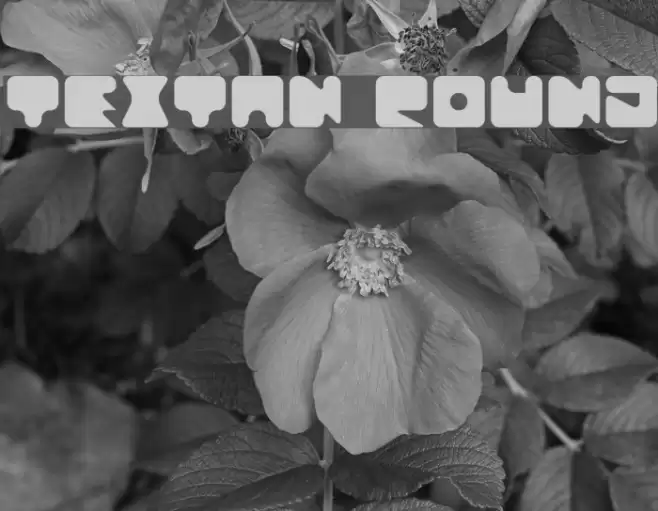 Textan Round Fuentes examples