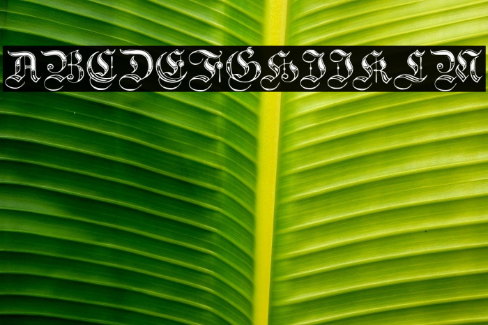 teutonic4 Polices examples