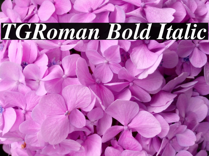 TGRoman Bold Italic Example 1