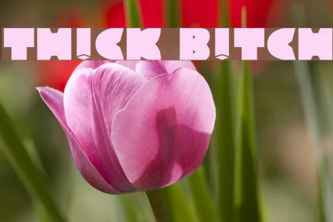TH!CK B!TCH Example 3