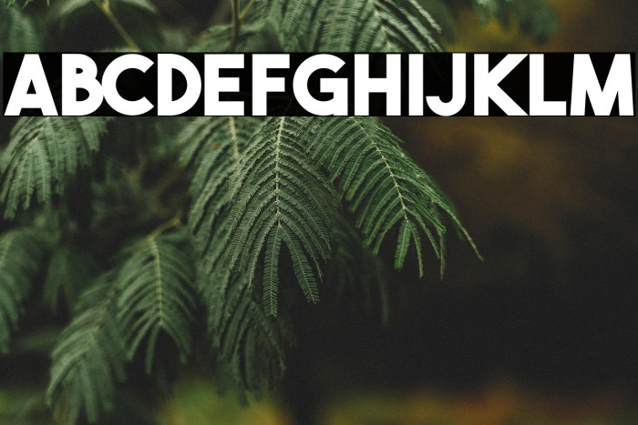 THE BOLD FONT FREE VERSION BOLD Example 2