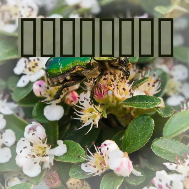 THE FONT Example 1