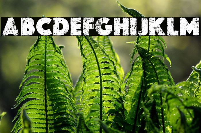 THE GLOBE PERSONAL USE Bold Example 3