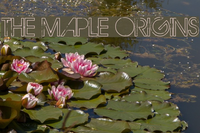 THE MAPLE ORIGINS Font examples