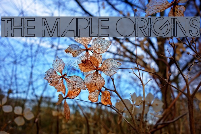 THE MAPLE ORIGINS Font examples