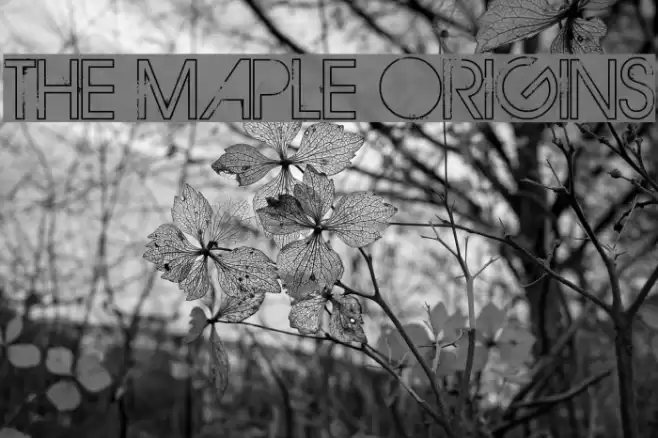 THE MAPLE ORIGINS Fonte examples