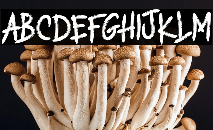 THE RANDOTS Example 2