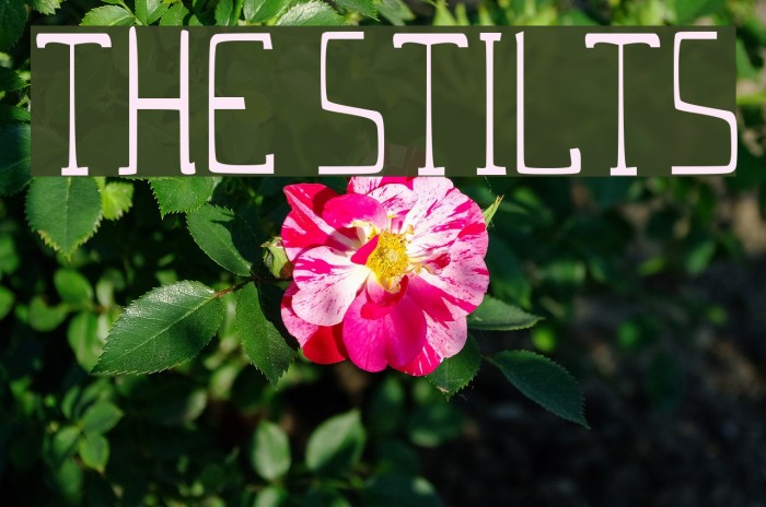 THE STILTS Font examples