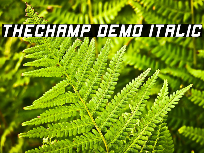 THECHAMP DEMO Italic Example 1