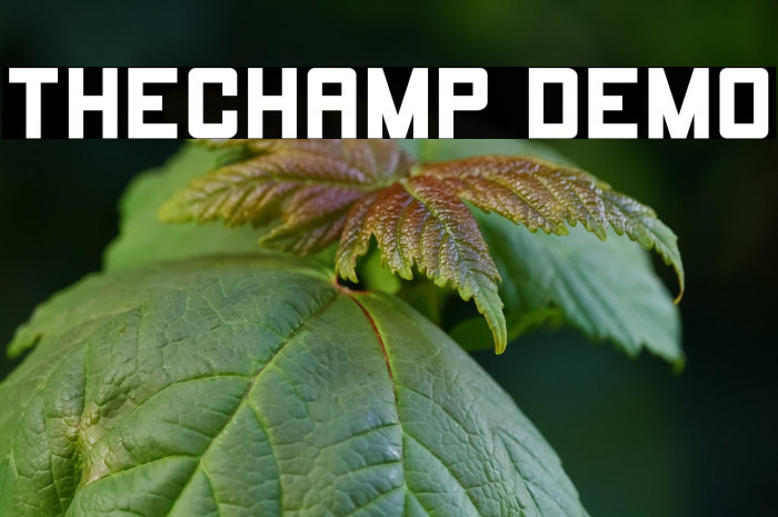 THECHAMP DEMO Example 2