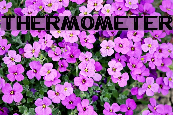 THERMOMETER Font examples