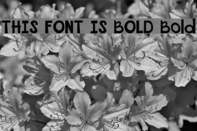 THIS FONT IS BOLD Bold Font examples