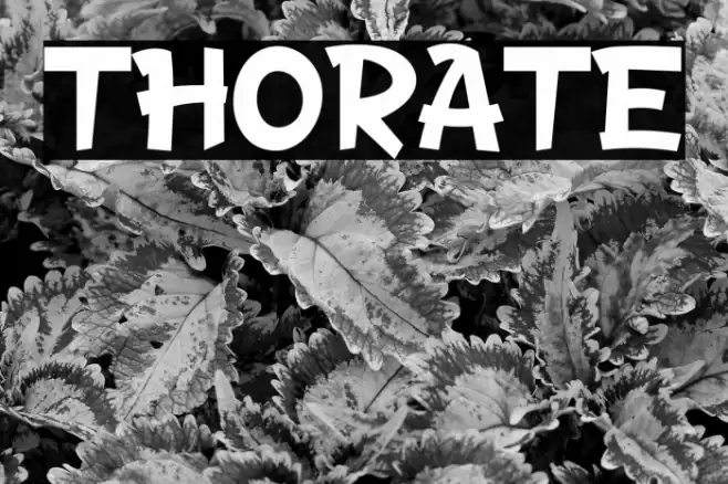 THORATE Font examples