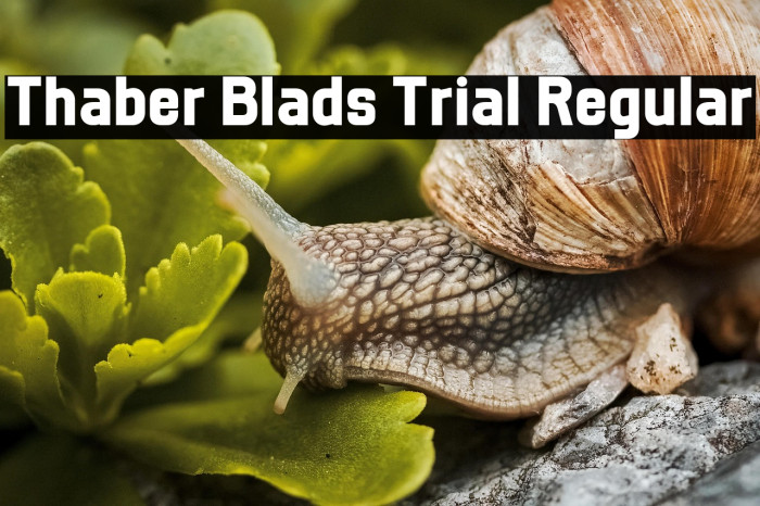 Thaber Blads Trial Regular Caratteri examples