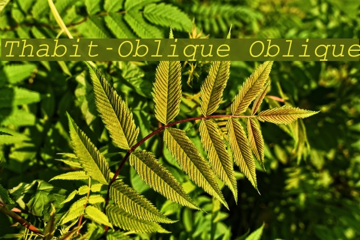 Thabit-Oblique Oblique Font examples