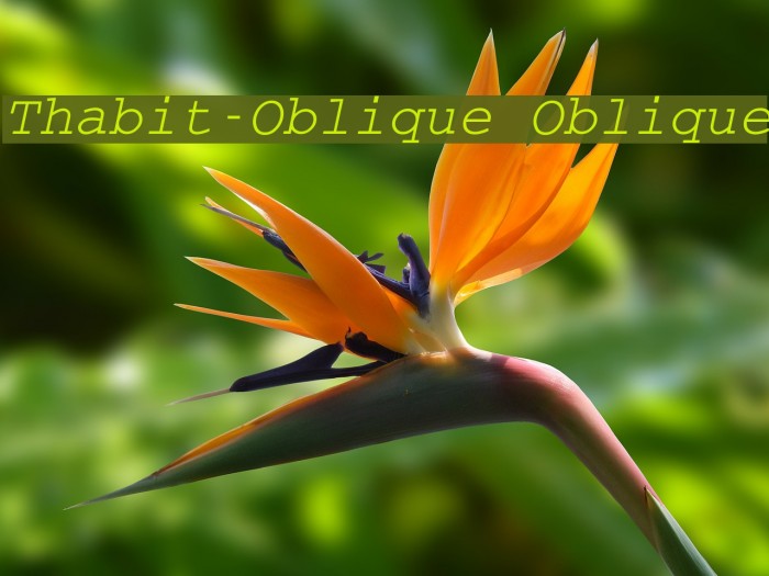 Thabit-Oblique Oblique Font examples