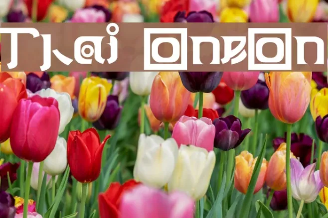 Thai OneOn Example 3