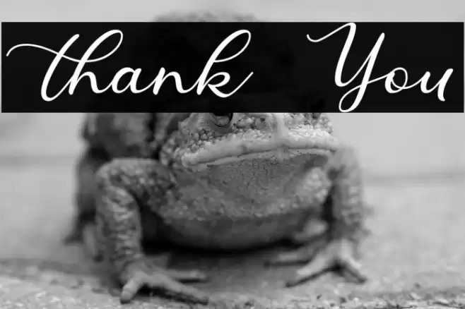 Thank You Font examples