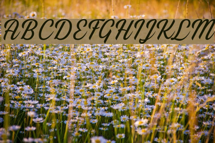 Thany Font examples