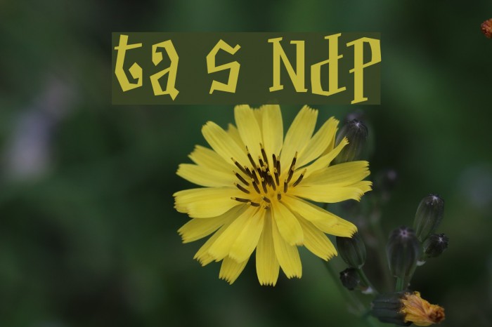 Thayer Street NDP Font examples