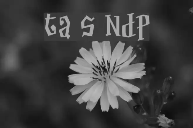 Thayer Street NDP Шрифта examples